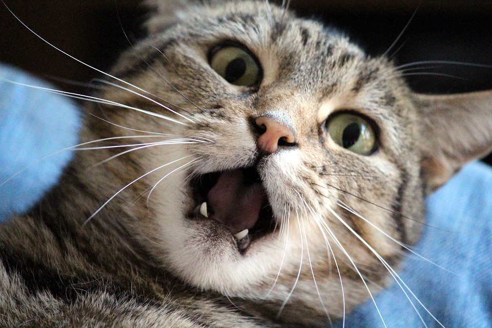 excited stressed cat as dramatic reenactment of being psyched